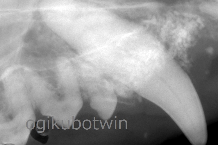 犬歯　再生治療　レントゲン